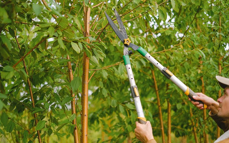 Tree trimming in Hereford, OR