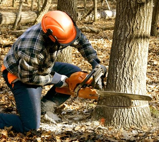 Tree Removal in Hereford, OR